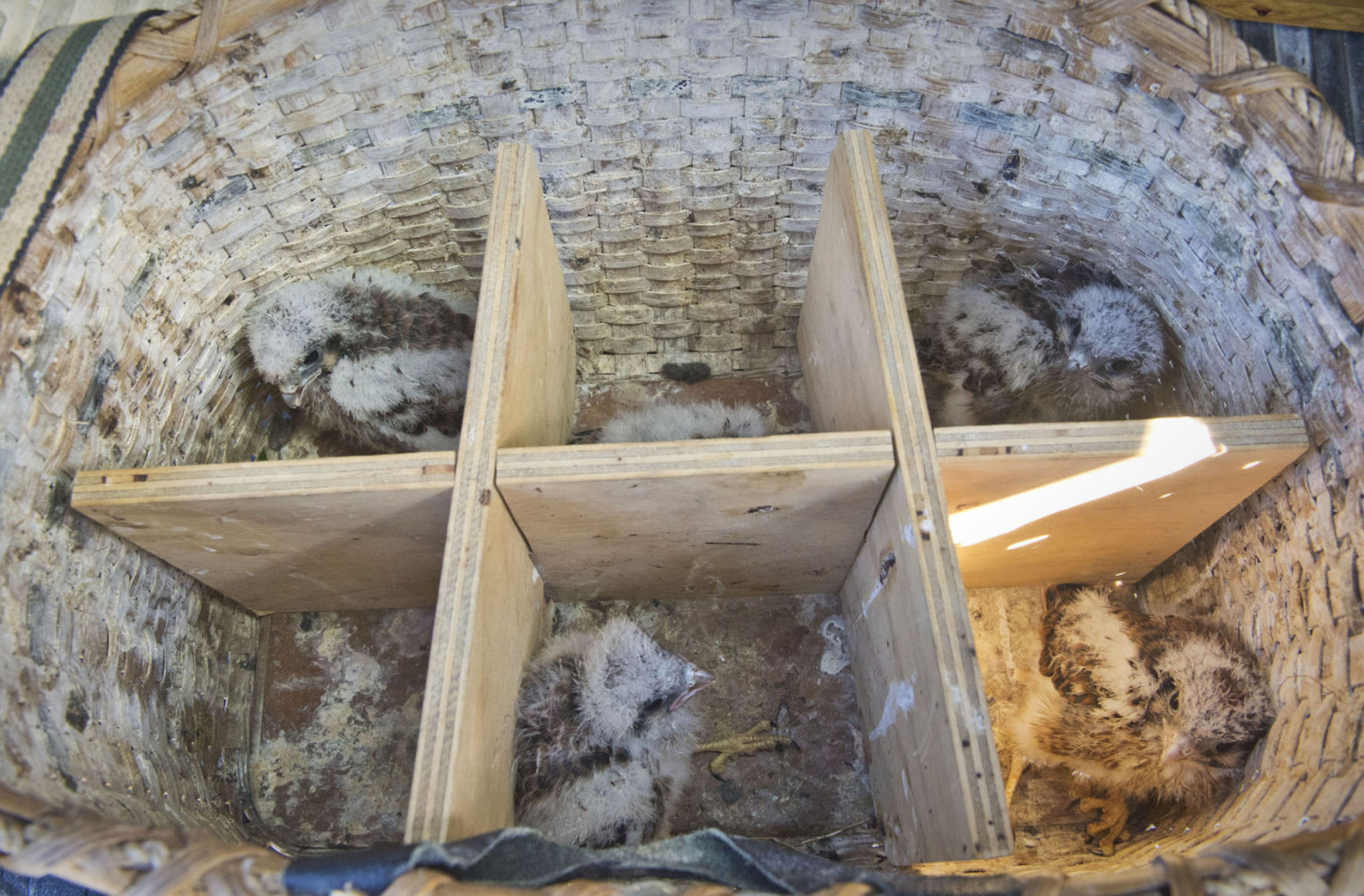 Banding helps track kestrels